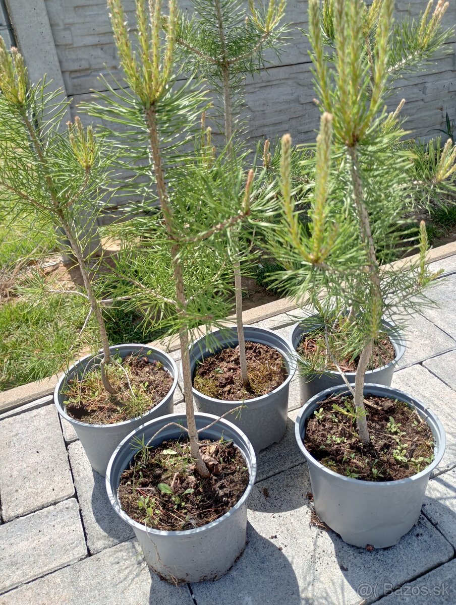 Borovica cierna ,borovica lesna, kosodrevina - 3