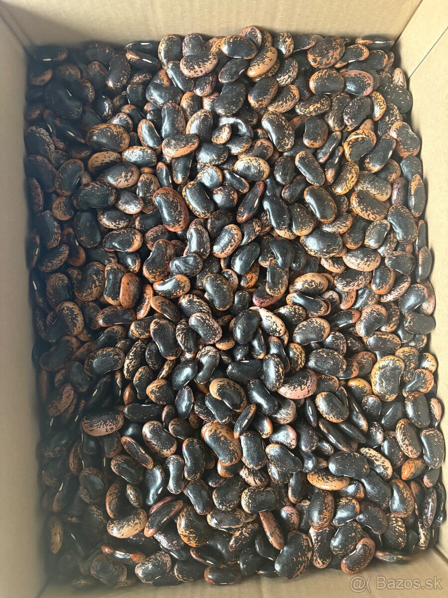 Predám lúpané vlašské orechy nové 2025 - 3