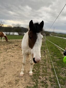 Hodný pony pro děti - 3
