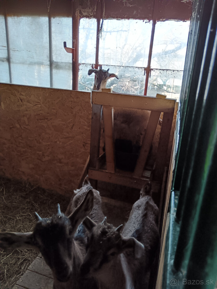 Predám kozliatka - 3