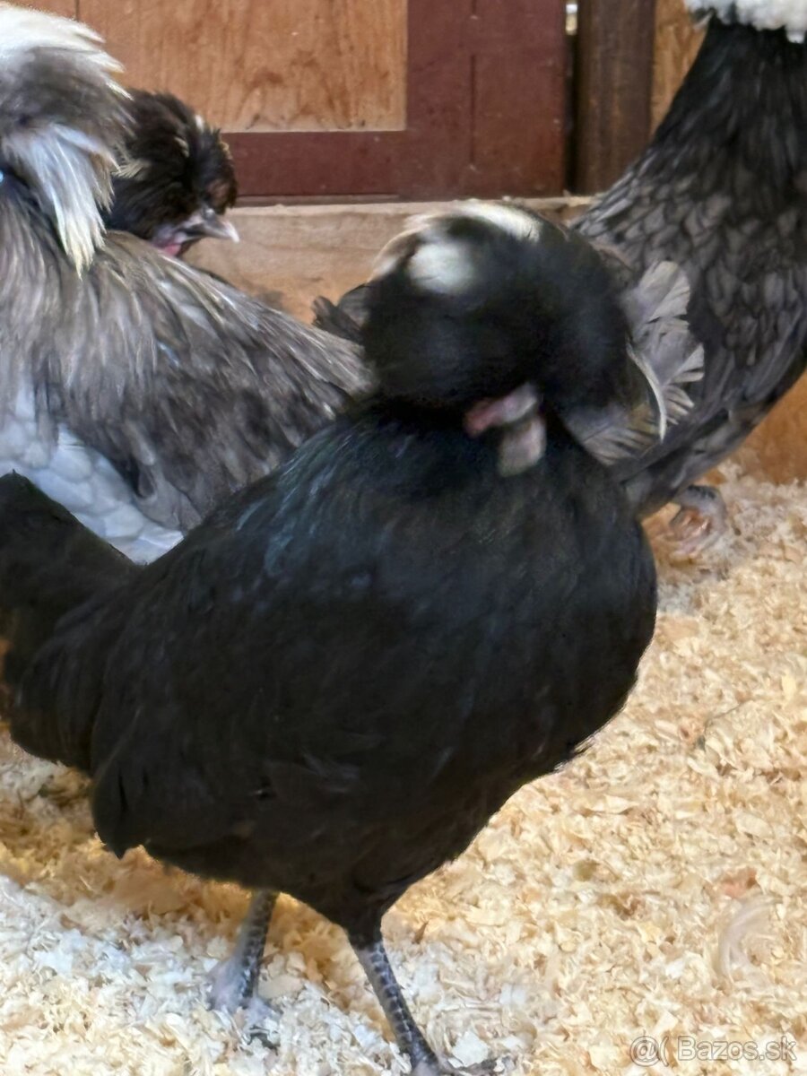 Holandské chocholaté sliepky na predaj - 3