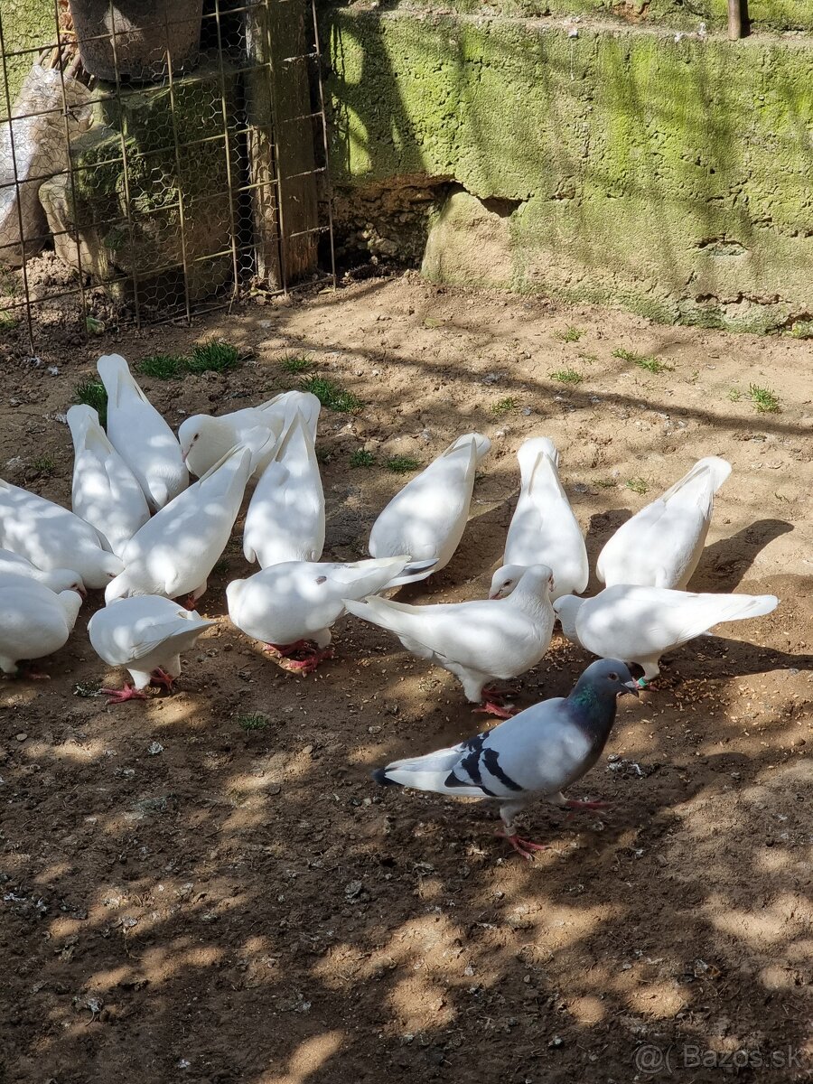 BIELE POŠTOVÉ HOLUBY - 3