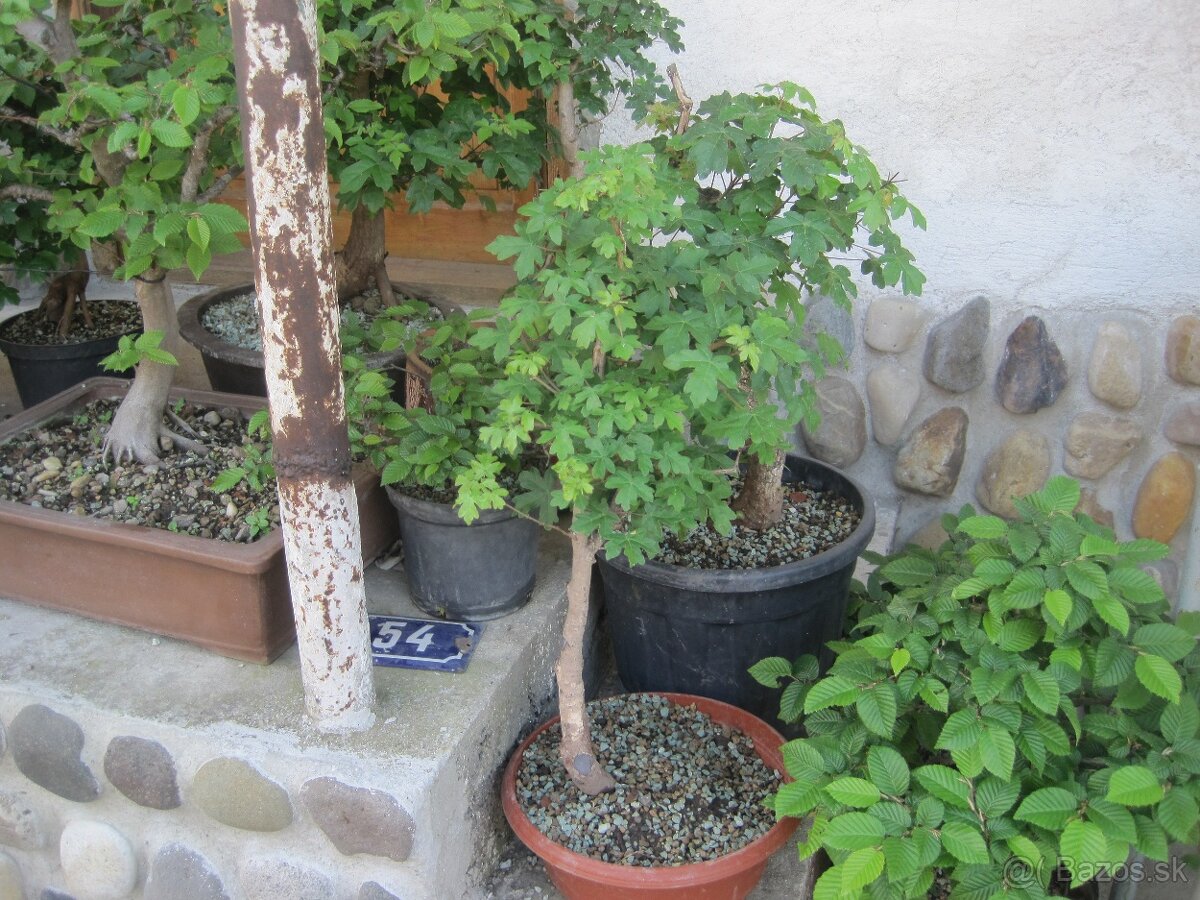 bonsai,bonsaj-JAVOR POLNÝ - 3