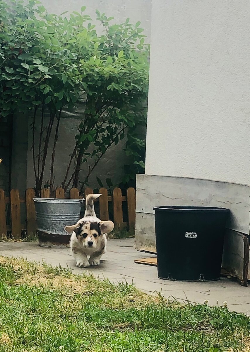 Welsh Corgi - 3