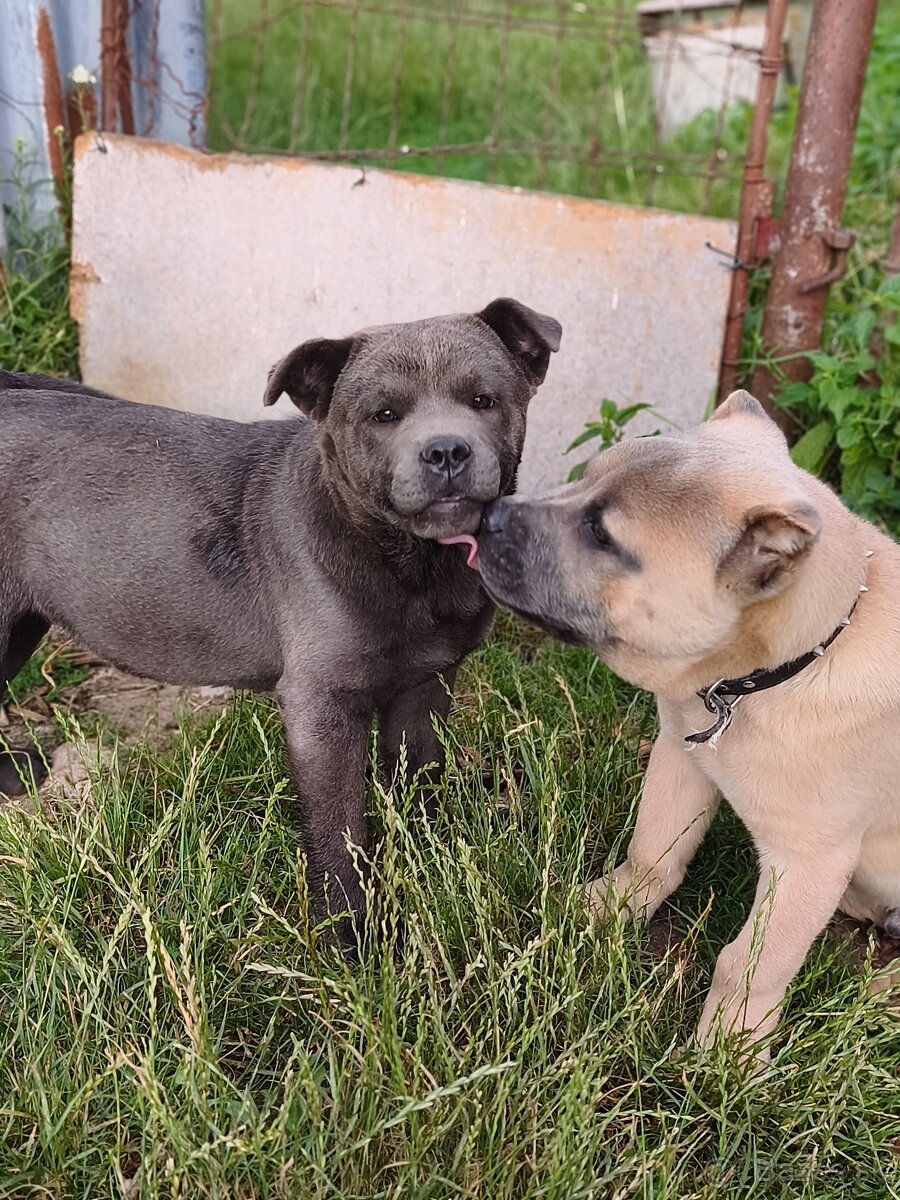 Kríženec American bully - 3