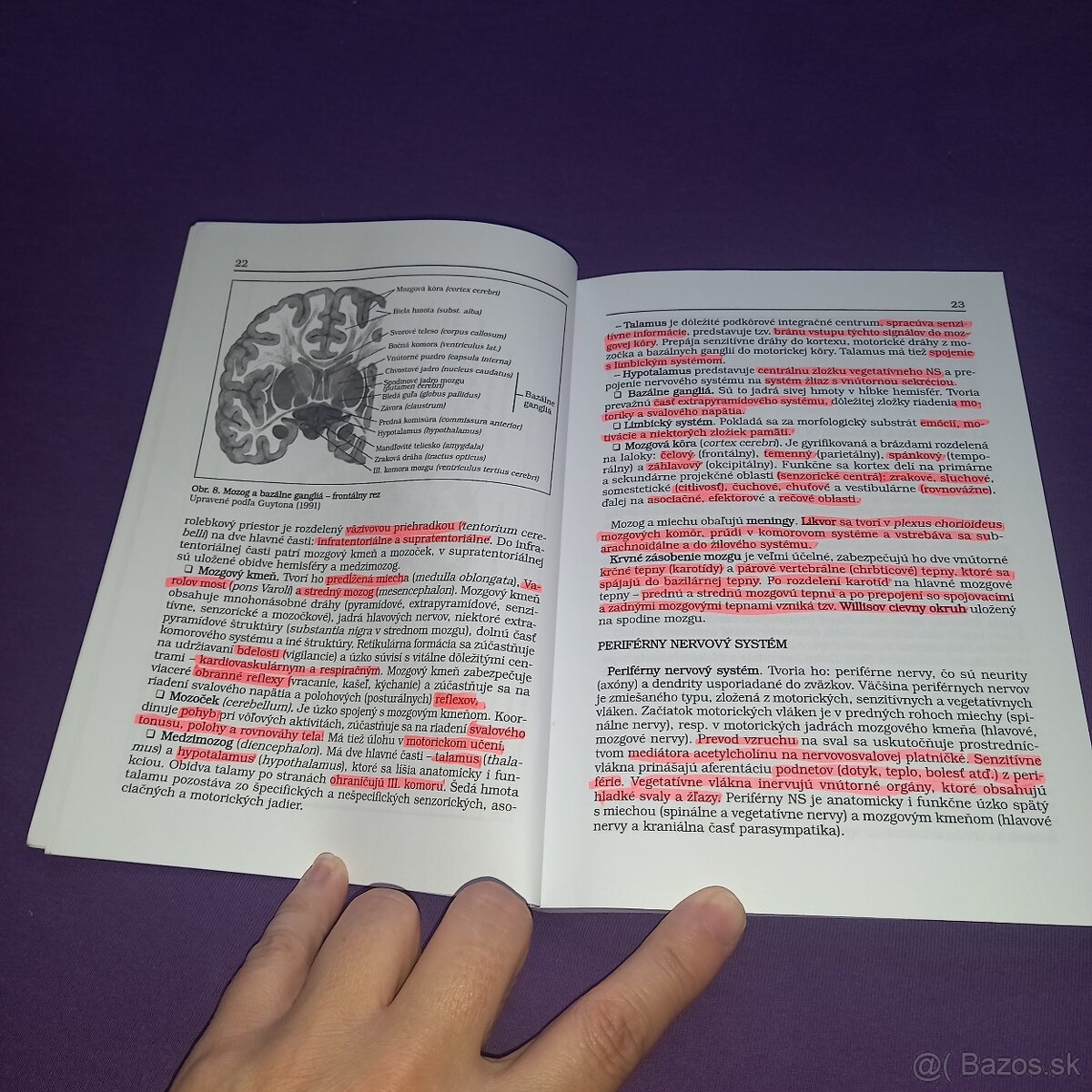 Neurológia - 3