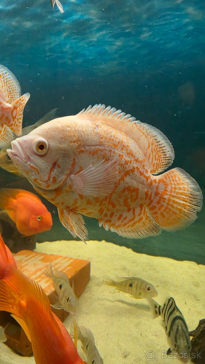 Ocellatus nemo - 3