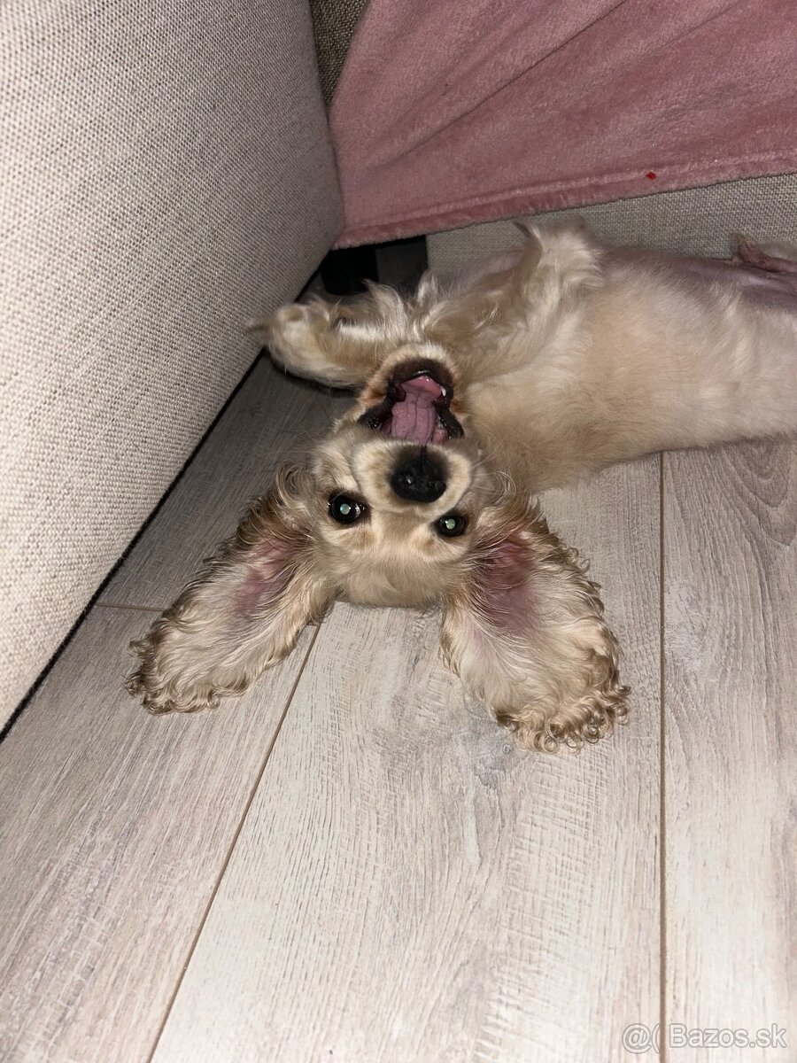 Americký kokerspaniel / kokeršpaniel / koker / kokršpaniel - 3