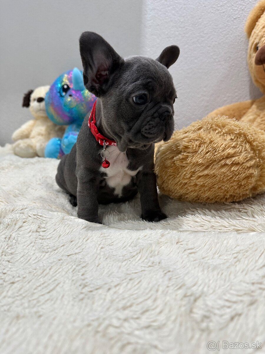 Francúzsky buldoček modré dievčatko - 3