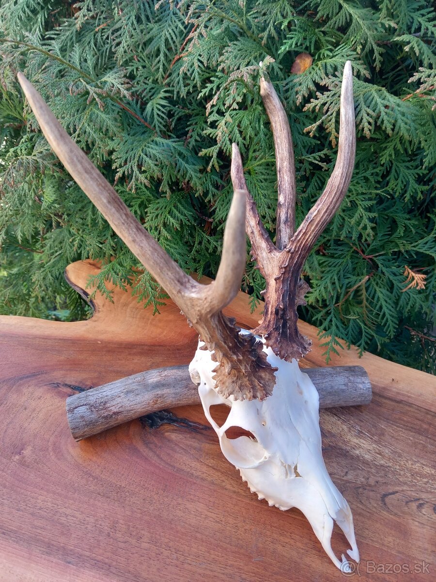 Trofej Rarita Paroh Parožie Zhody Parohy Srnec - 3