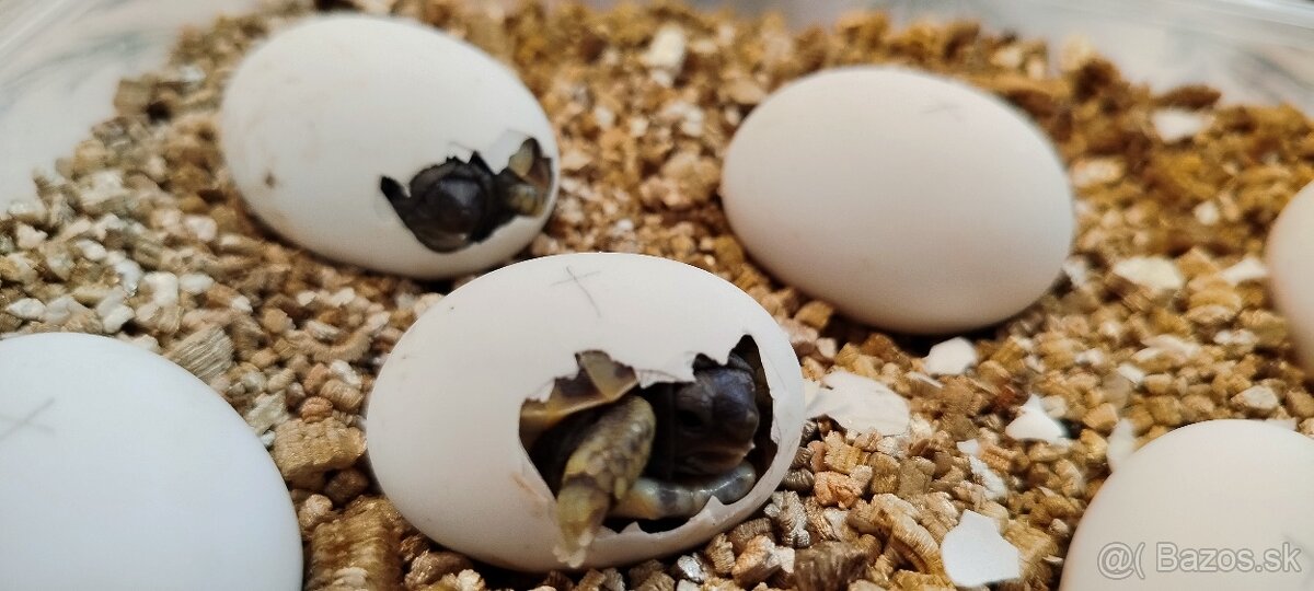 Suchozemské korytnačky zelenkaste - 3