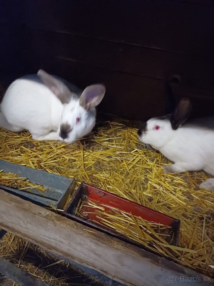 Predám králikov - 3
