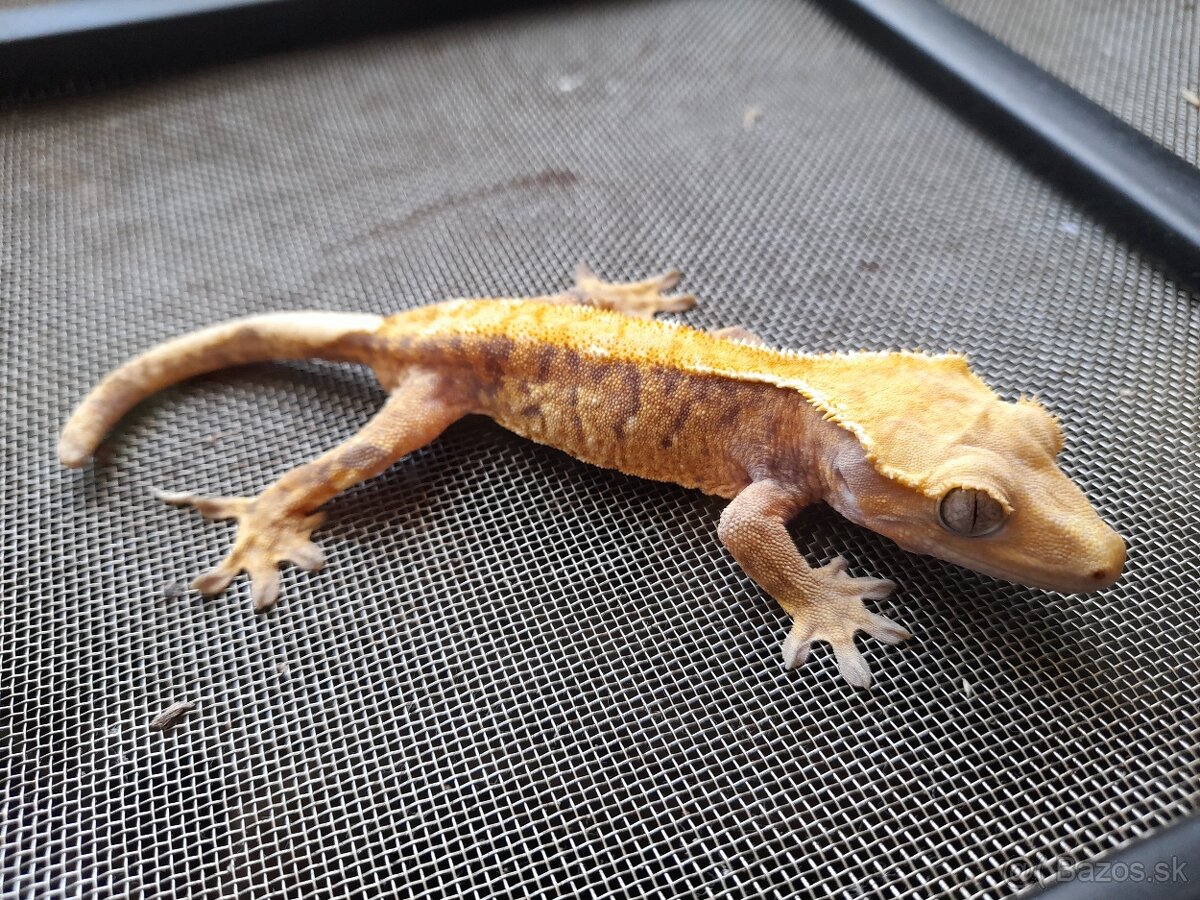 Pagekon riasnaty, ciliatus - 3