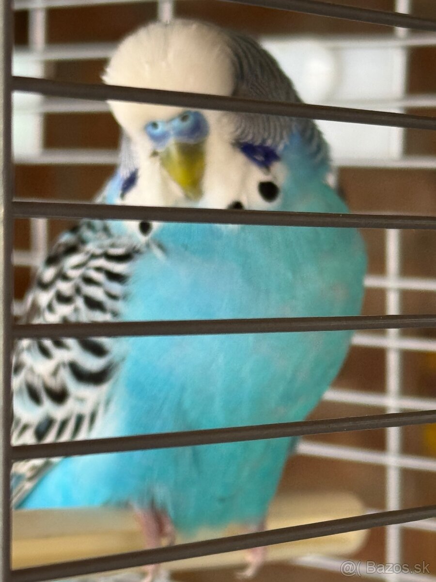 Len do milujucej rodiny Parik samec + samicka 🦜🦜 Andulky - 3