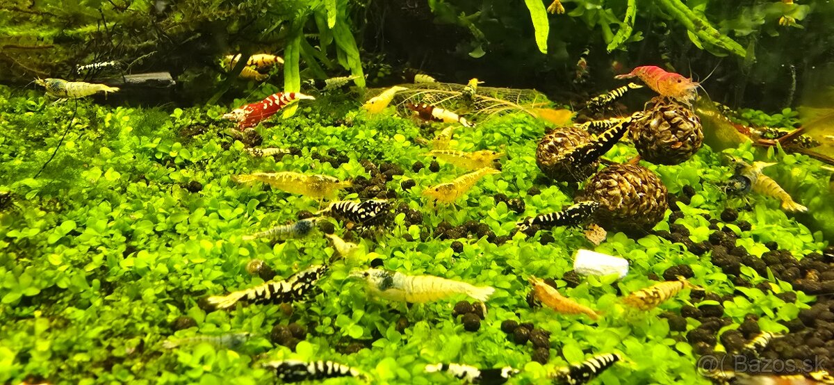 Krevetky caridina - 3