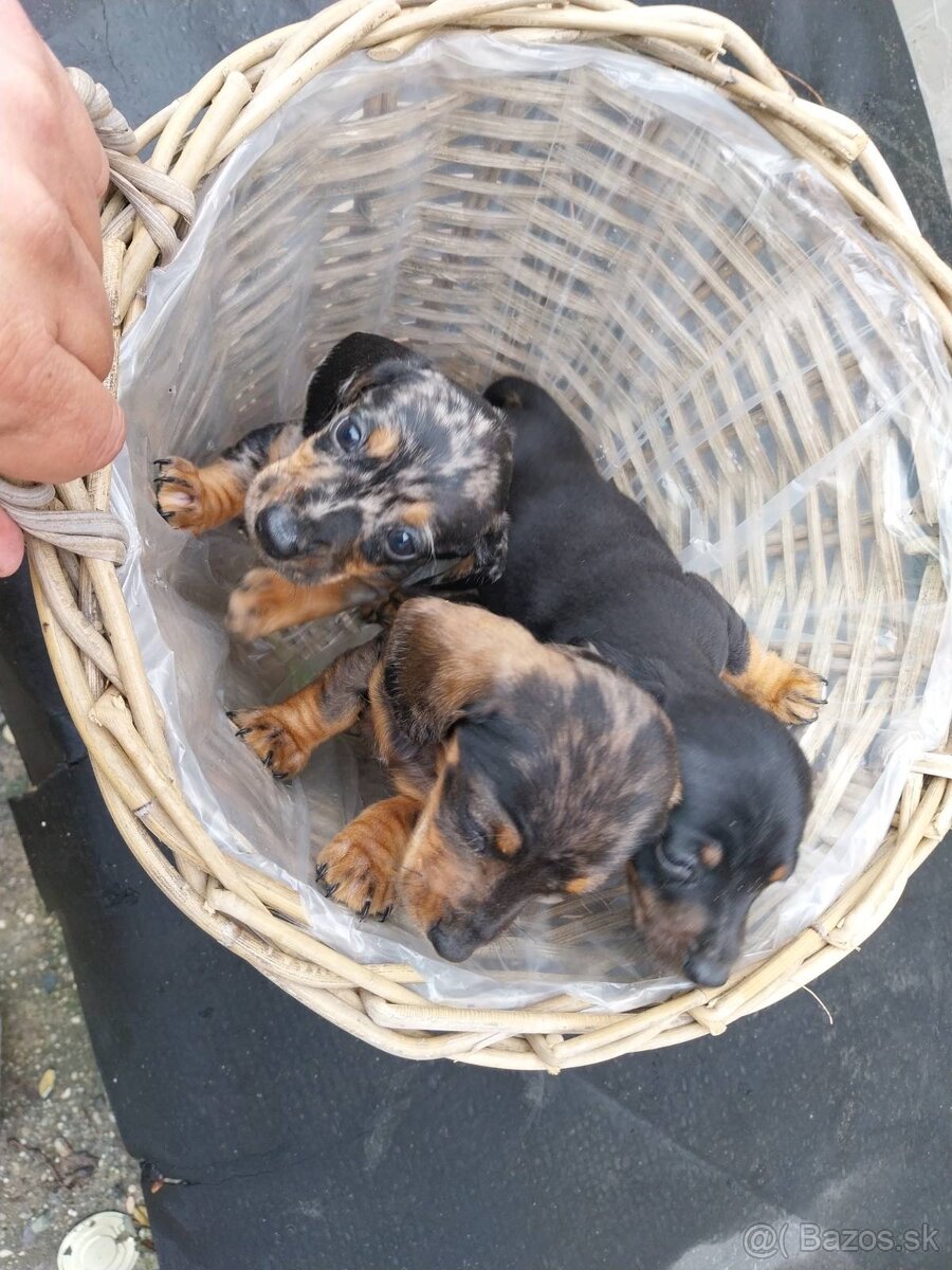 Jazvečík trpasličí - merle - 3