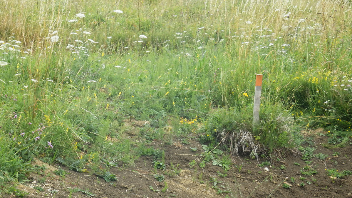 Exkluzívne na predaj – stavebný pozemok v Blatnici - 3