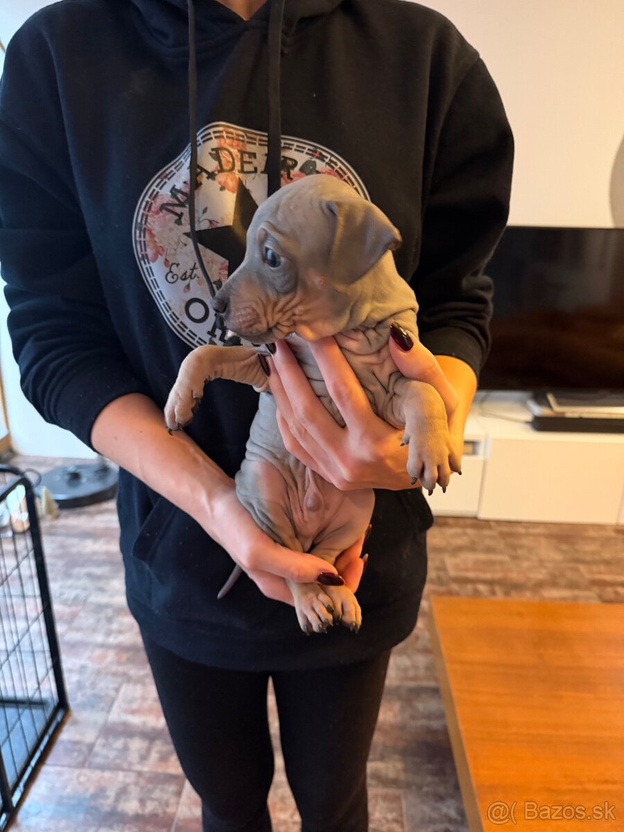 Americký bezsrstý teriér - 3