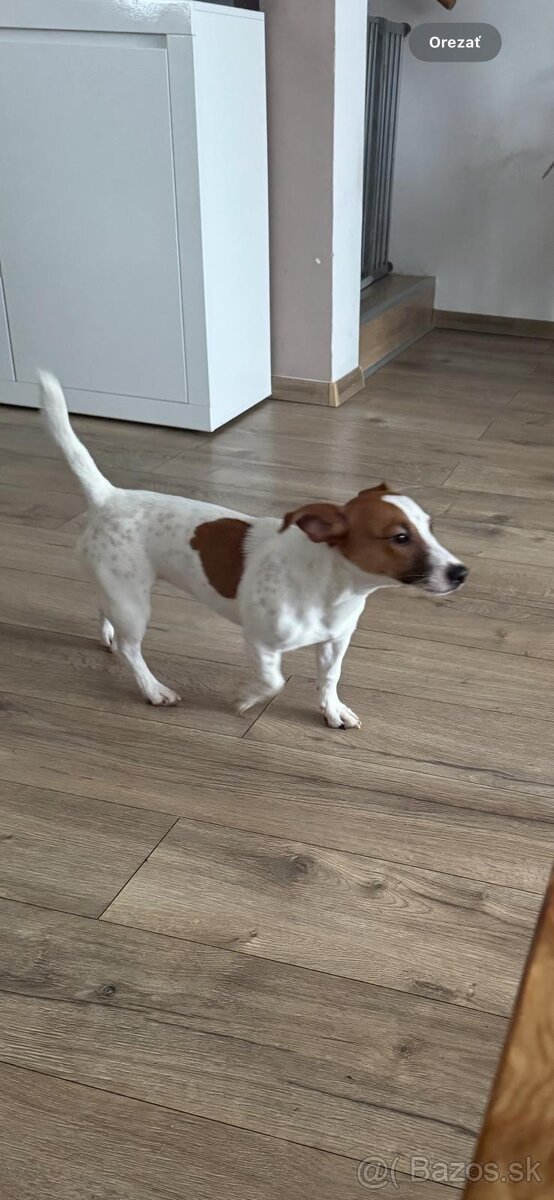 Predám šteniatko Jack Russel - 3