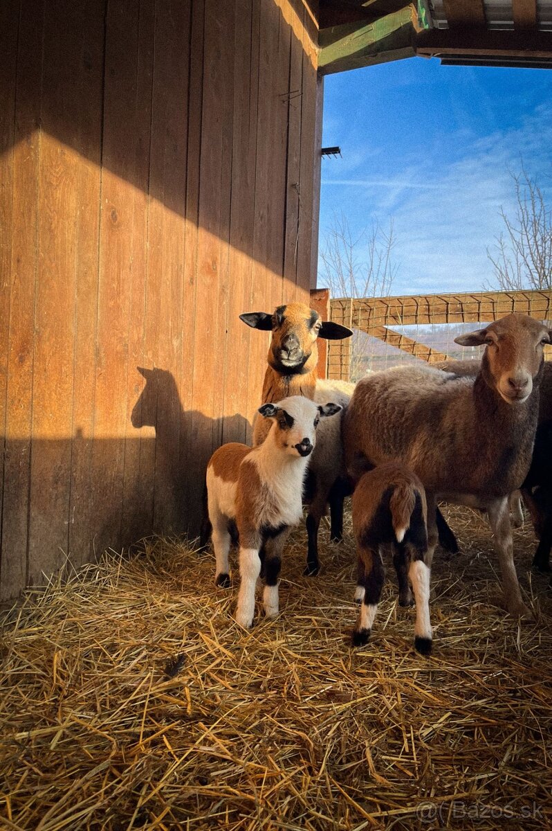 Jahnata kamerunske ovce - 3