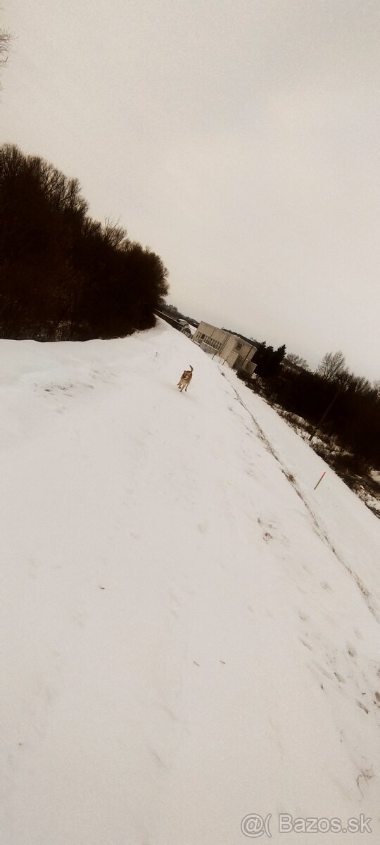 Darujem psa (Darvin) - 3