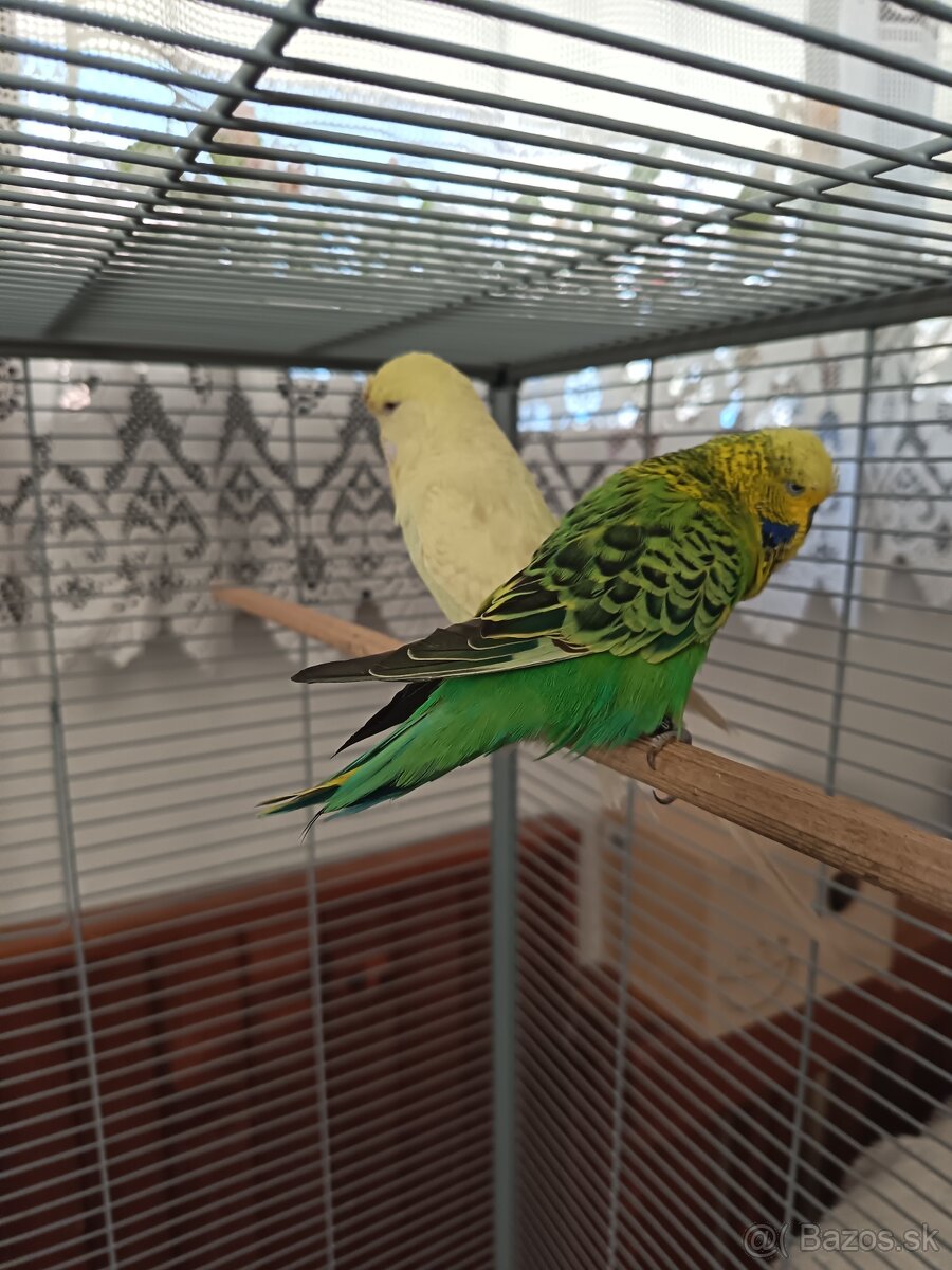 Výstavné Andúlky - 3