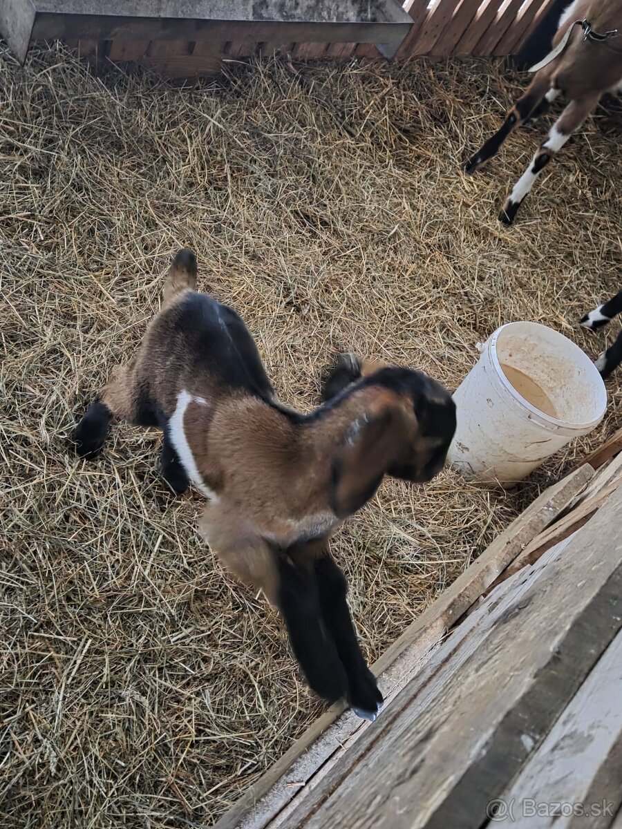 anglonubijsky cap - 3