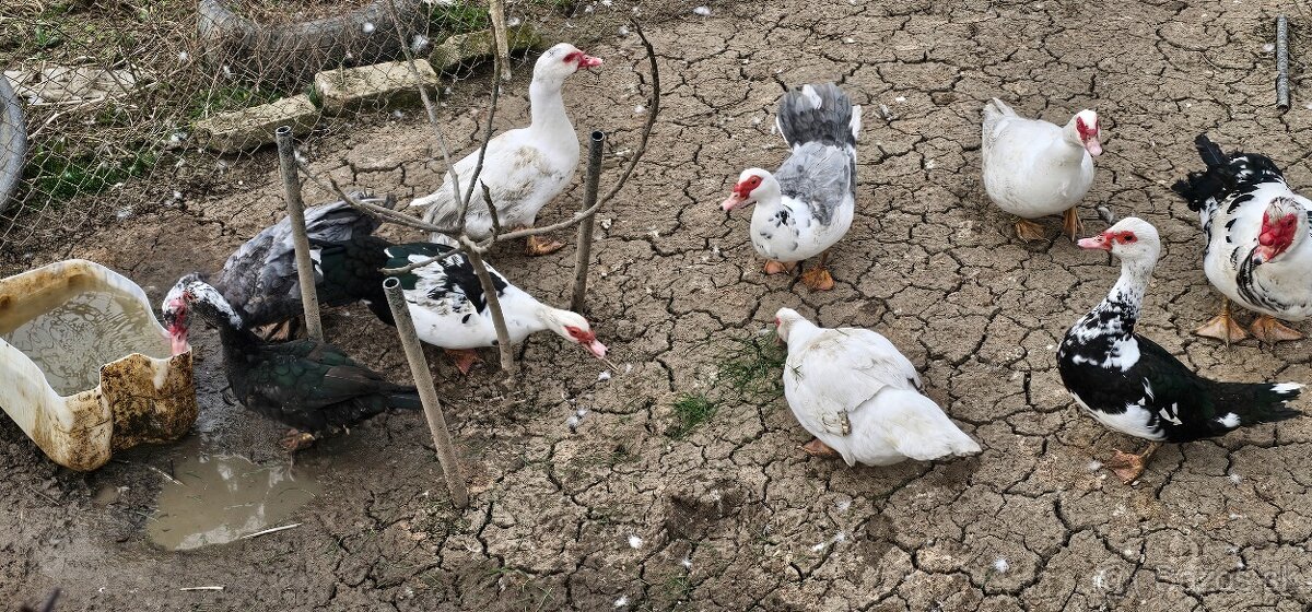 Čínské kačice - 3