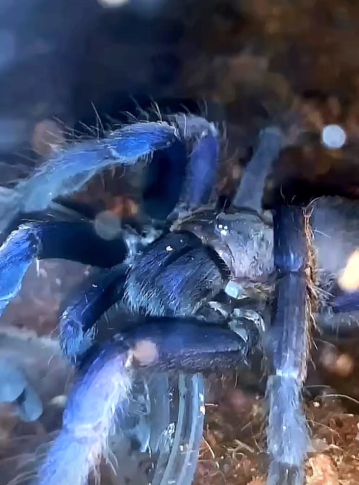 Tarantula,vtackár - 3