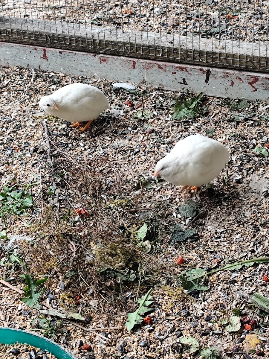 Prepelica Čínska - 3