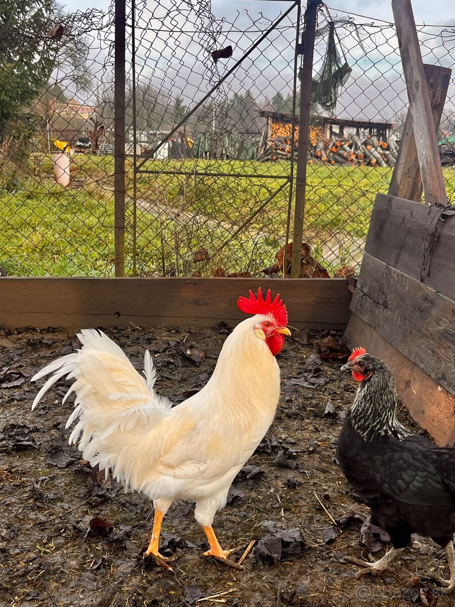 Kohúty Leghorn - 3