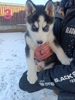 Sibírsky husky - 3