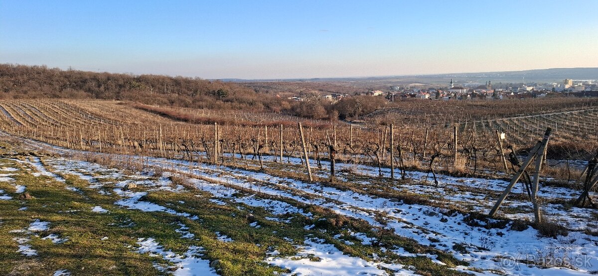 vinohrad v Modre - 3