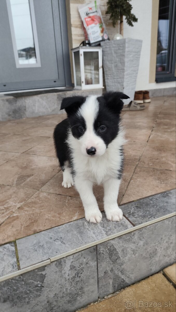 Border kólia šteniatka - 3