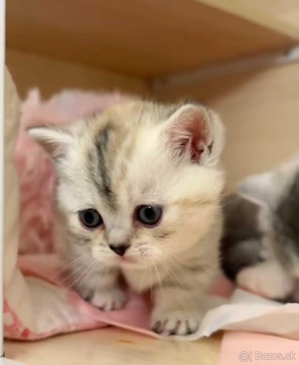 Britské krátkosrsté mačiatka s PP - 3