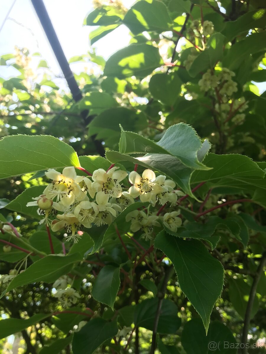 Predám MINI KIWI ISSAI - 3