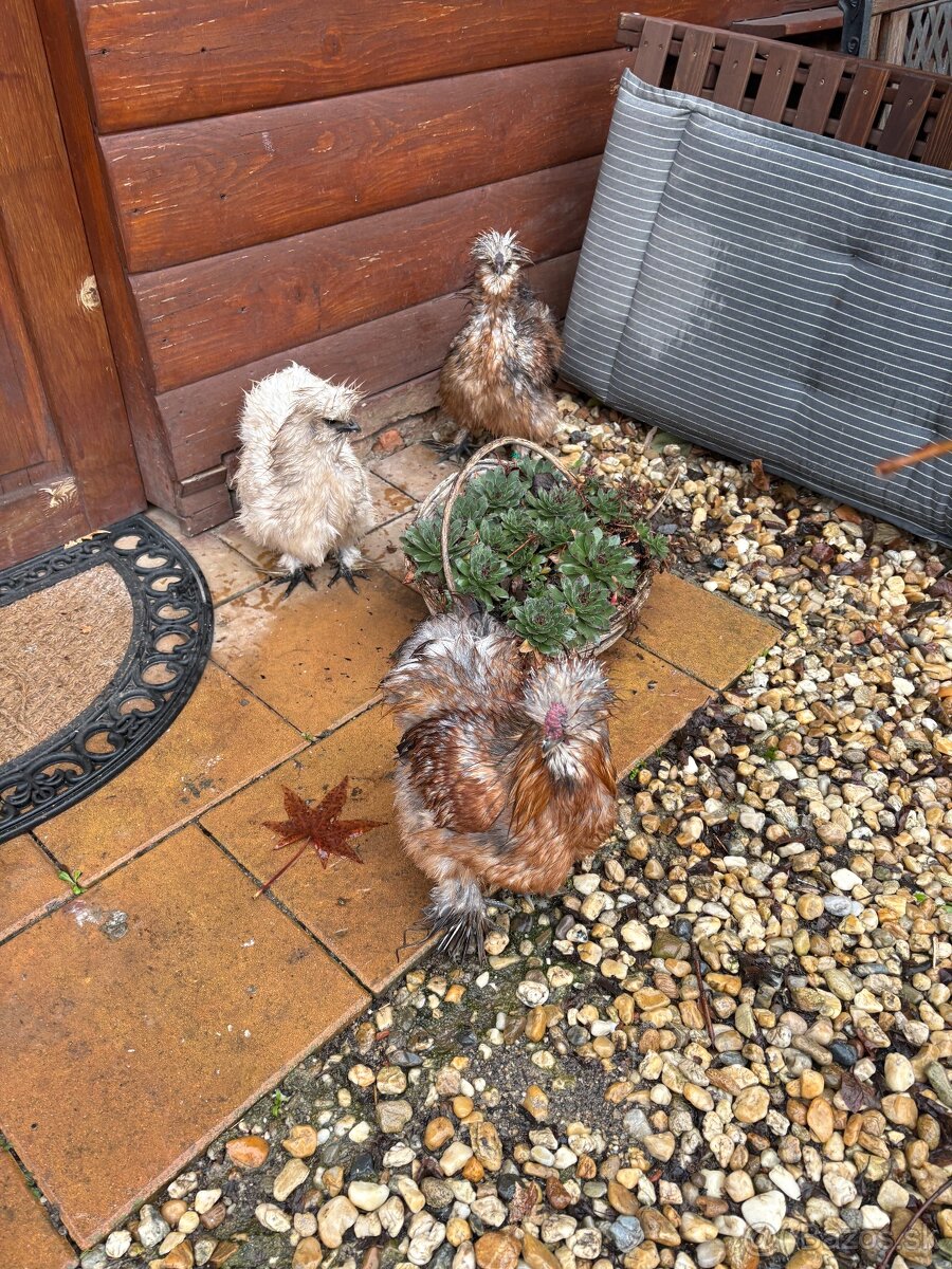 Hodvabnicky 2 sliepky a 1 kohut - 3