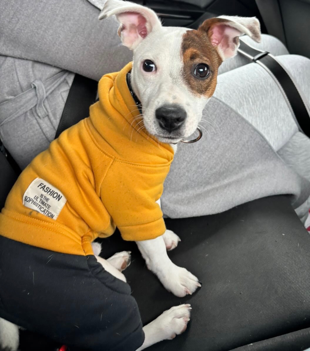 Predám Jack Russell teriéra – 7 mesiacov - 3