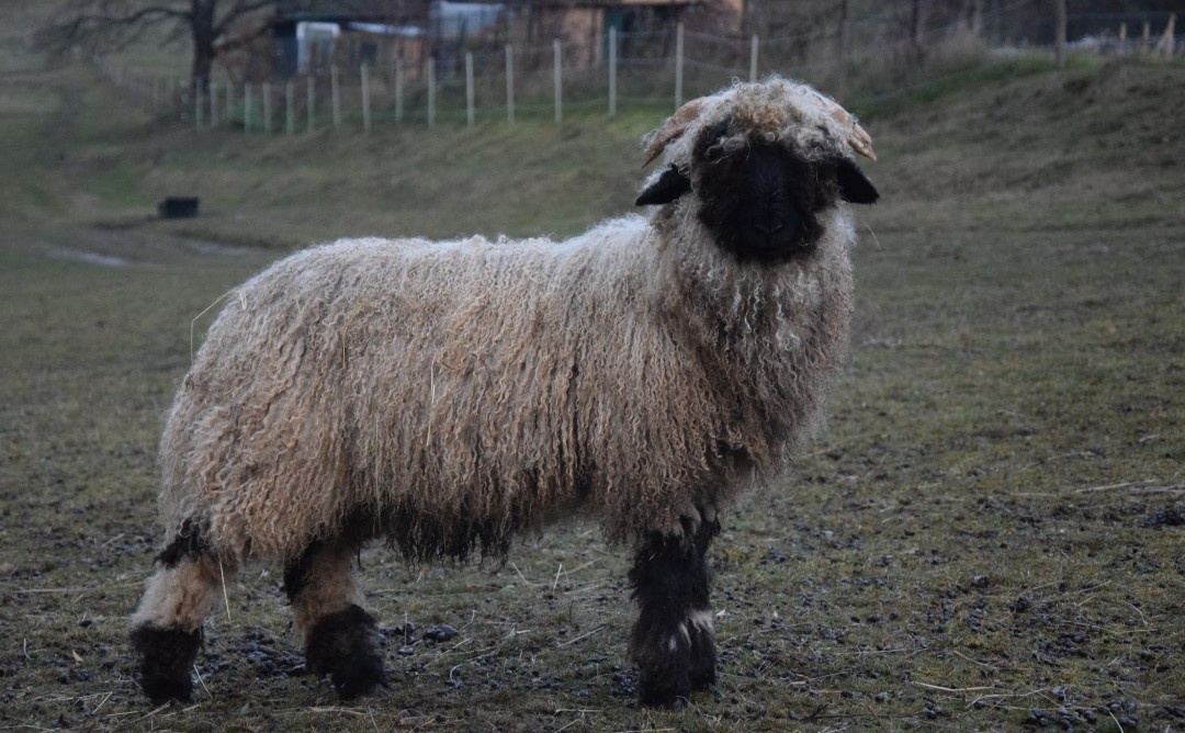 Baranček walliser - 3