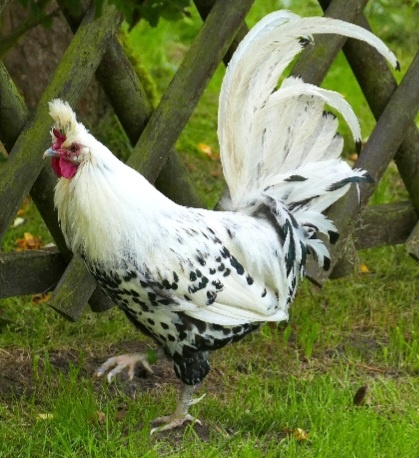 Apenzelský chocholáč - 3