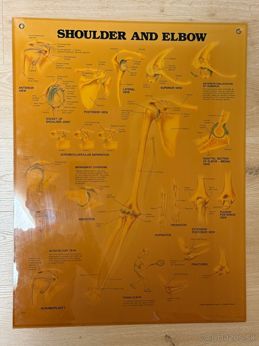 Anatomické obrazy 3ks - 3