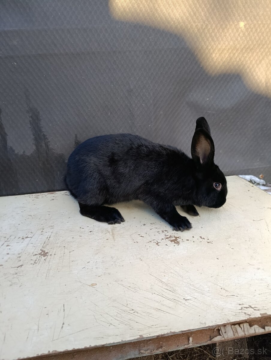 Predám kraliky - 3