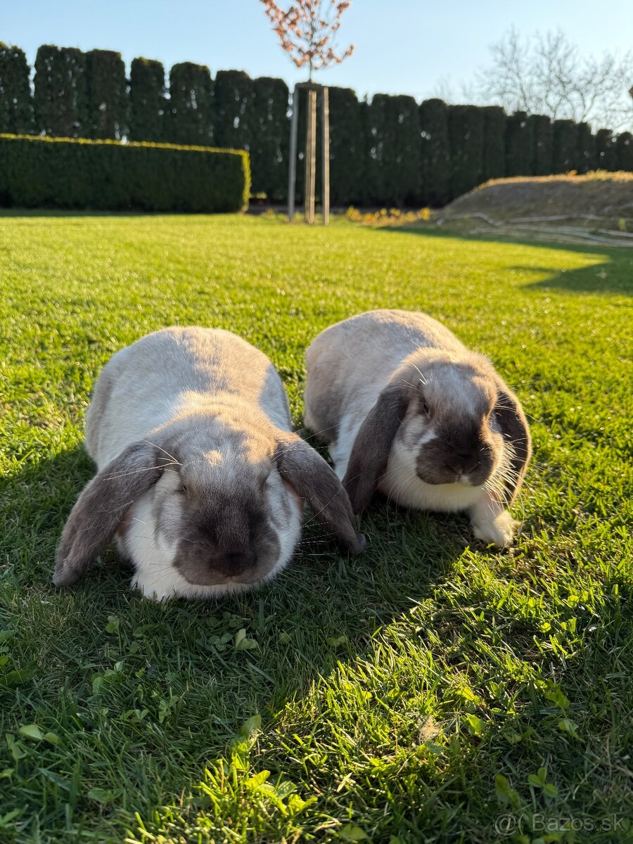 Francúzske baranie králiky - 3