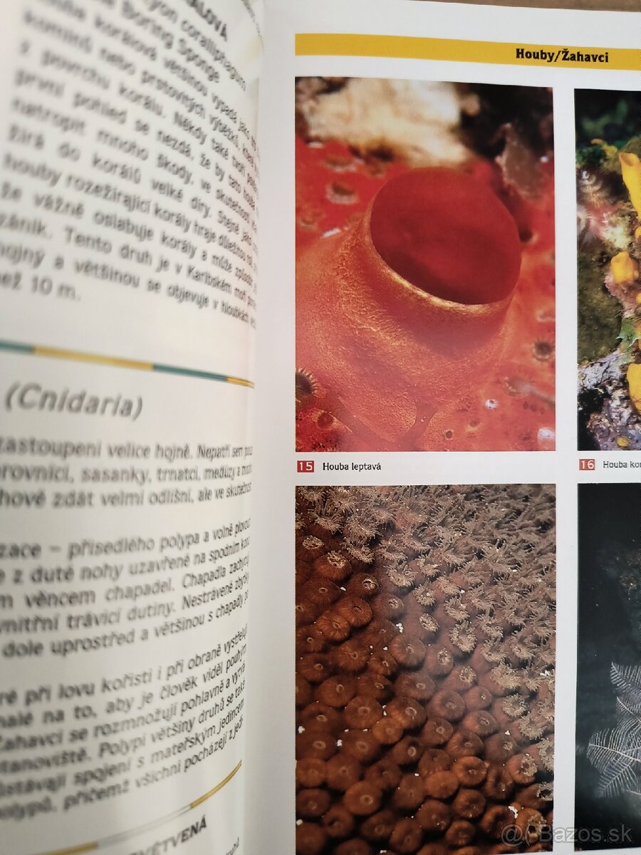 Koralove útesy Karibiku - 3