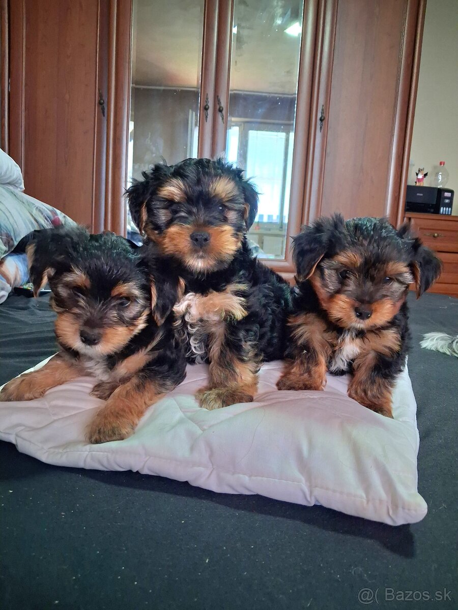 Yorkschirsky terier - 3