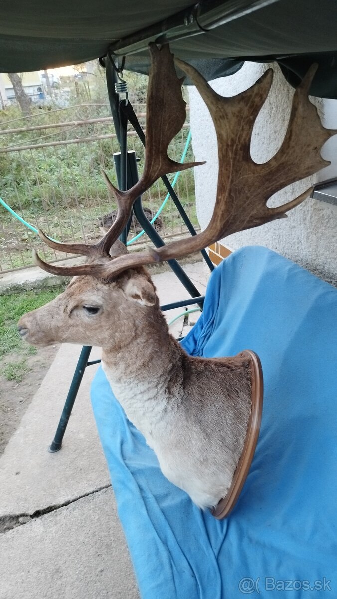 Predám krásny preparát Daniela. Parožie,zhody, trofeje - 3