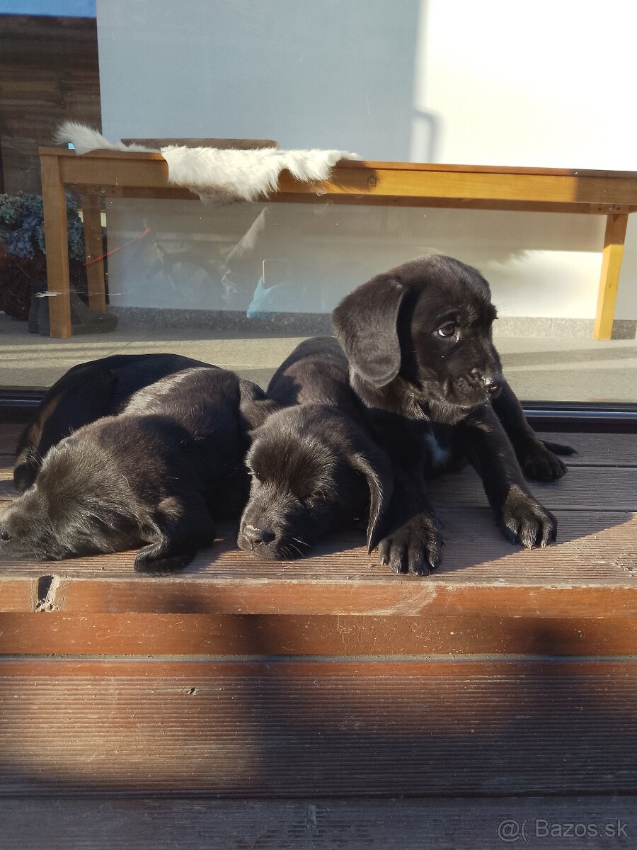 Darujem šteniatka - 3
