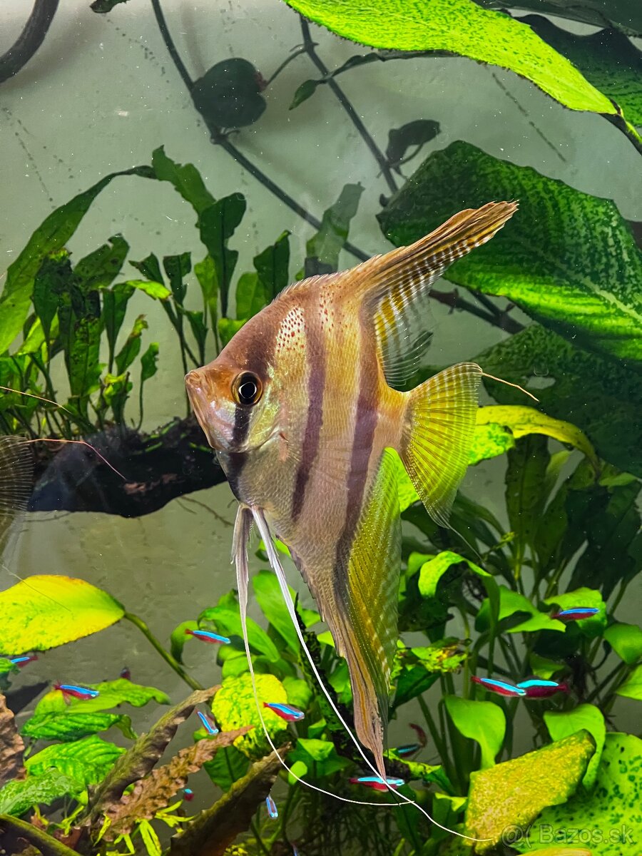 Skaláre Santa Isabel - 3