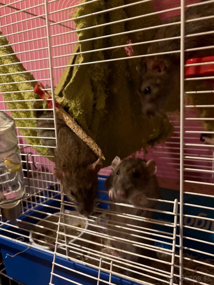 Darujem 3 samičky potkana - 3