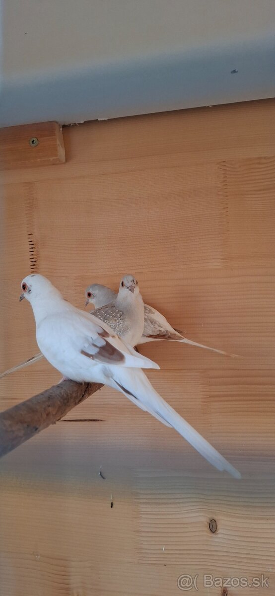 Holubok diamantovy - 3